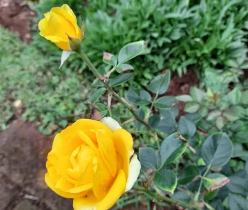 image of a well taken care of flower