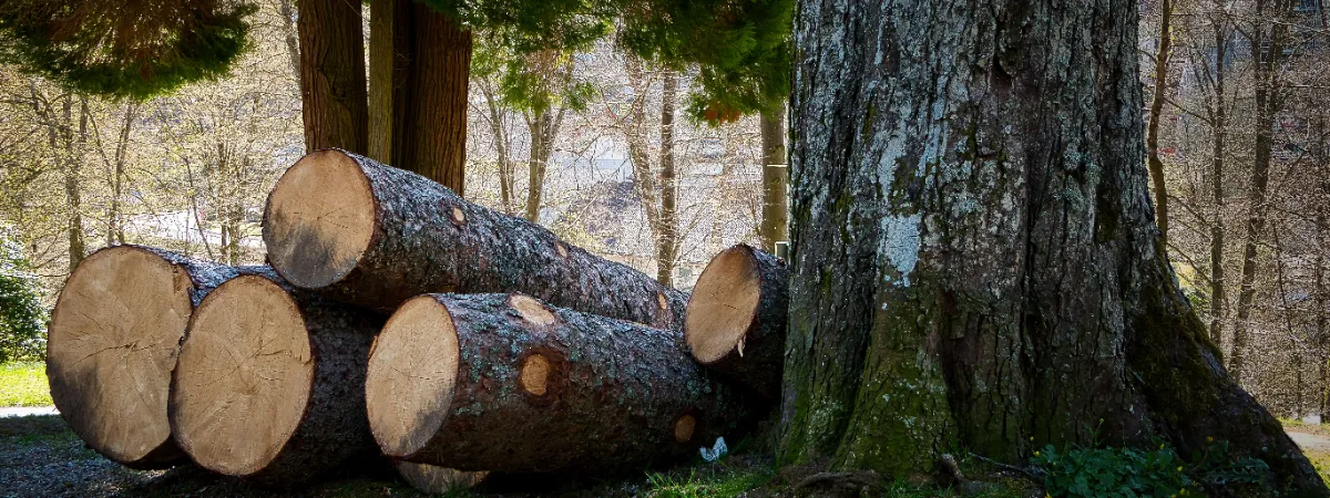 image of a cut down tree