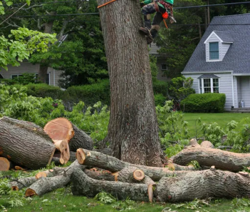 landscaping company removing tree