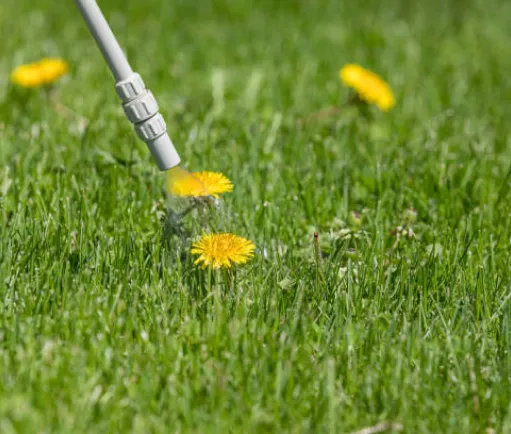 image of a gardener weeding a garden